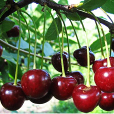 Вишня Быстринка