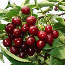 Вишня Черешневая 