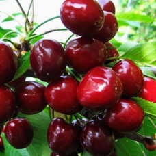 Вишня Эффектная (дюк)