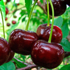 Вишня Ходоса (дюк)