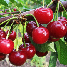 Вишня (дюк) Ивановна