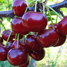 Вишня Кормилица (дюк)