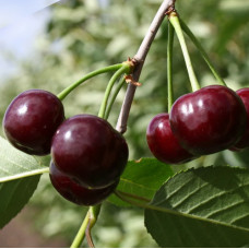 Вишня Память Сахарова