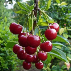 Вишня Подарок учителям