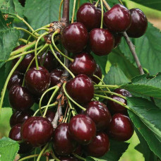 Вишня Шоколадница
