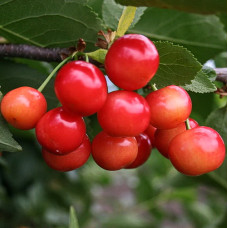 Вишня Шпанка Брянская