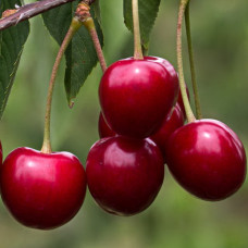 Вишня степная Уральская рубиновая