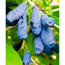 Жимолость съедобная Бажовская