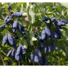 Жимолость съедобная Пушкинская 