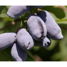  Жимолость съедобная Омега