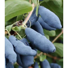 Жимолость съедобная Голубой десерт