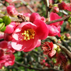 Айва красивая Пинк Квин 