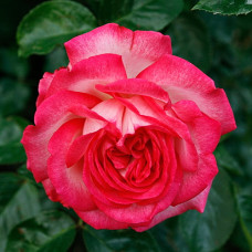 Роза плетистая Антик-89 