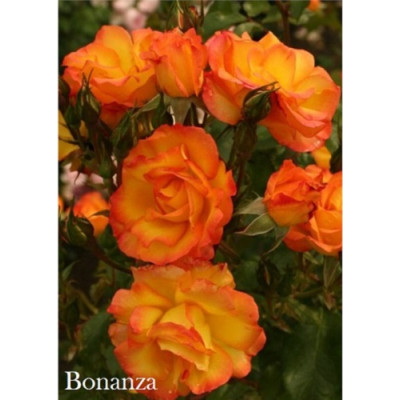 Роза Бонанза шраб IMPERIAL ROSE (Сербия)