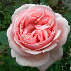 Роза Тантау чайно-гибридная Афродита