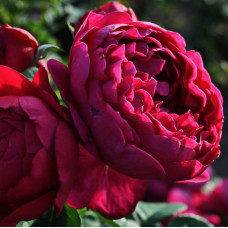 Роза чайно-гибридная Аскот