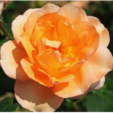 Роза чайно-гибридная Барбара Хендрикс 