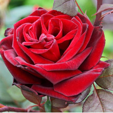 Роза чайно-гибридная Баркарола