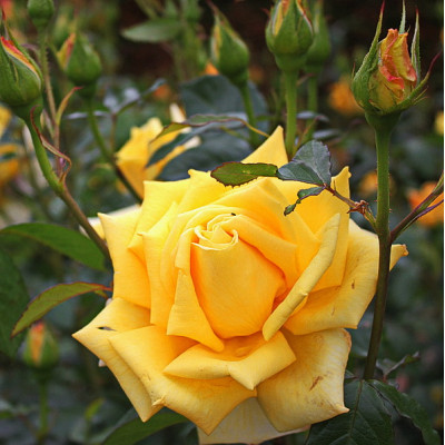 Роза чайно-гибридная Беролина