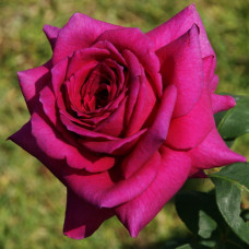 Роза чайно-гибридная Биг Пепл