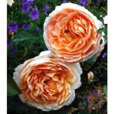 Роза Коин чайно-гибридная IMPERIAL ROSE (Сербия)