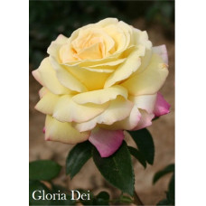 Роза Глория Дэй чайно-гибридная IMPERIAL ROSE (Сербия)