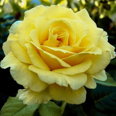 Роза чайно-гибридная Голден Медальон