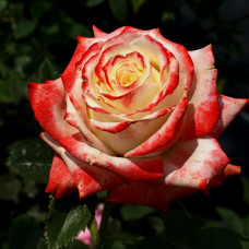 Роза чайно-гибридная Кайзер Фара