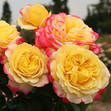 Роза Кордес чайно-гибридная Кордес Джубили