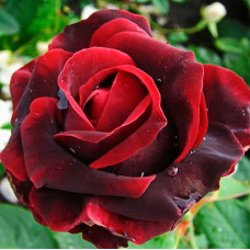 Роза чайно-гибридная Норита