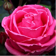 Роза чайно-гибридная Огюст Ренуар