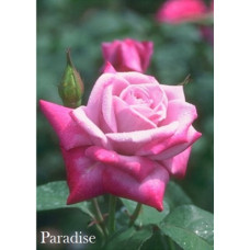 Роза Парадиз чайно-гибридная IMPERIAL ROSE (Сербия)