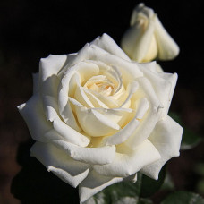 Роза Мейян чайно-гибридная Пьер Ардити