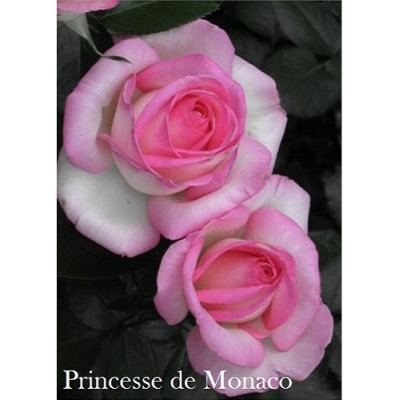 Роза Принцесса Монака ч/г IMPERIAL ROSE (Сербия)