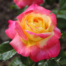 Роза Мейян чайно-гибридная Пульман Ориент Экспресс