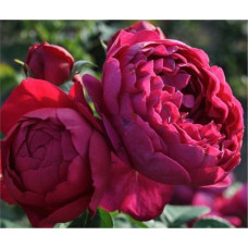 Роза Роял Балл чайно-гибридная IMPERIAL ROSE (Сербия)