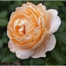 Роза чайно-гибридная Абей де Клуни