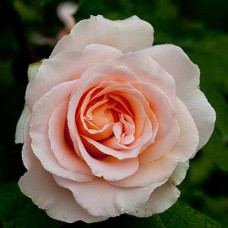 Роза Иоганн Штраус чайно-гибридная IMPERIAL ROSE (Сербия)