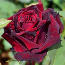 Роза Дива чайно-гибридная IMPERIAL ROSE (Сербия)