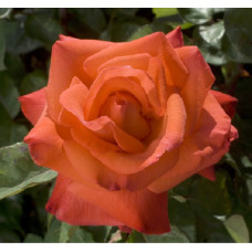 Роза Христофор Колумб чайно-гибридная IMPERIAL ROSE (Сербия)