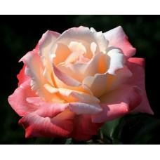 Роза Мейян чайно-гибридная Летиция Каста