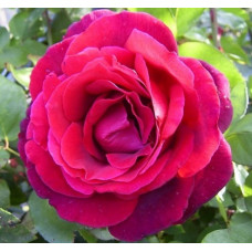 Роза Мистер Линкольн чайно-гибридная IMPERIAL ROSE (Сербия)