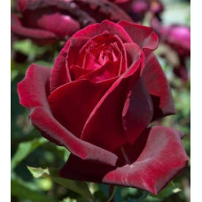 Роза Папа Мейланд чайно-гибридная IMPERIAL ROSE (Сербия)