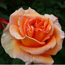 Роза чайно-гибридная Дорис Тистерман