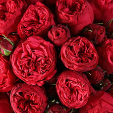 Роза Тантау чайно-гибридная Пиано