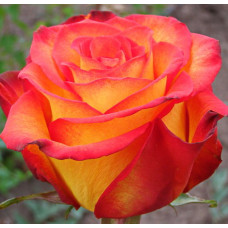 Роза чайно-гибридная Ту Колор