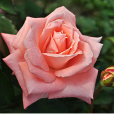 Роза чайно-гибридная Соня