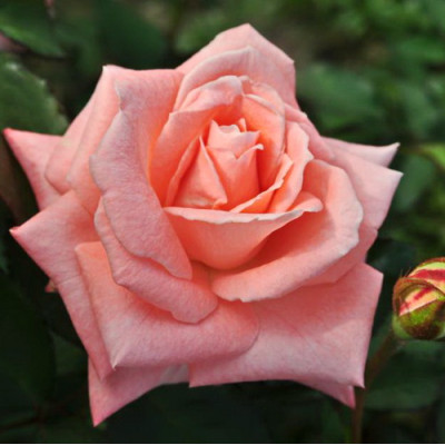 Роза чайно-гибридная Соня
