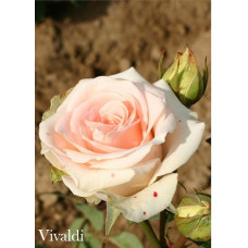 Роза Вивальди чайно-гибридная IMPERIAL ROSE (Сербия)