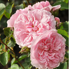 Роза флорибунда Блаш Винтер Джевел